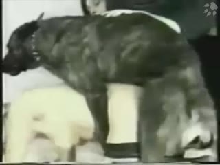 Girl slut showing cam sex with dog 