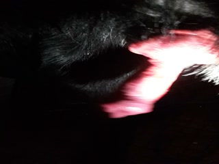 MY Dogs Cock