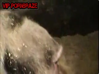 Animal Sex