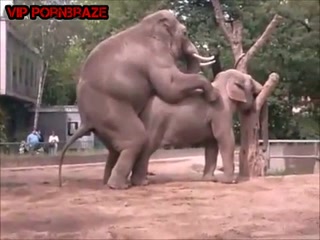 animal sex