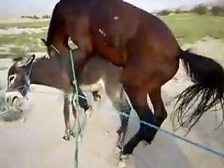 Two horses having sex in the doggy pose