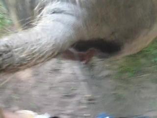 pig fucking
