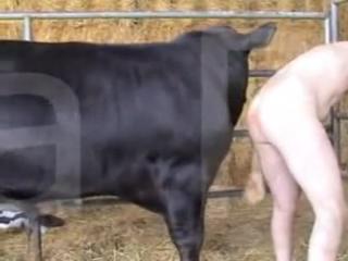 Old Grandpa enjoys being severely fucked by his bulls. - Horse sex in zoos and zoophilia