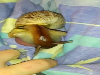 Soft snail cumshot fuck - xxx top Zoophilia zoo porn It's the biggest animal sex site online.