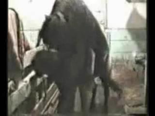 Giant horse fills up this low-class prostitute with its giant cock. - ZOO PORN DOG SEX, ZOO PORN HORSE SEX, ZOOPHOLIA