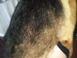 My wife loves dogs.