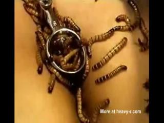 This penetration video, Zoophilia, shows an Asian prostitute lying naked while bugs crawl in and out of her crotch.