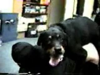 Kinky housewife in a mask while her dog pumps her hole - Zoo Porn Dog Sex, Zoophilia