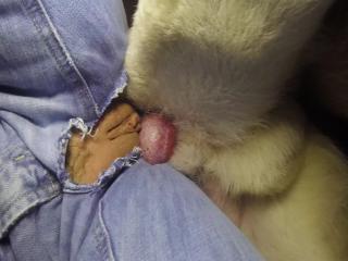 twisted by my dog top videos free sex watch very hot and interesting animal sex genres